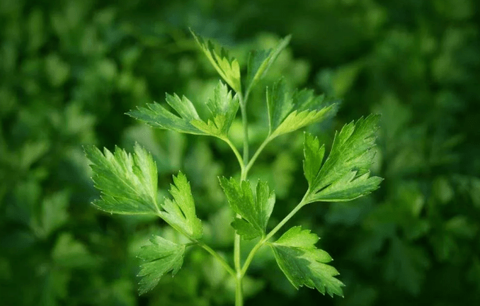 coriander